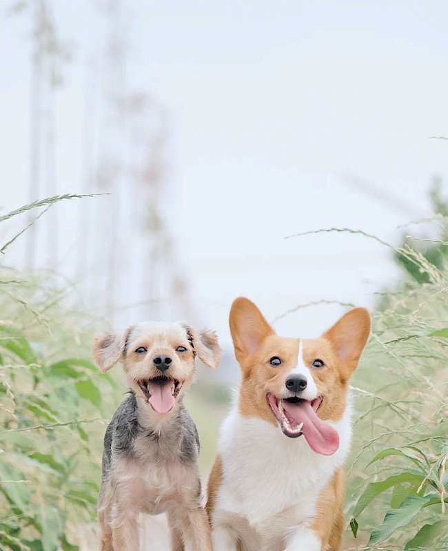 Dog Vet & Boarding at College Park Road Veterinary Clinic and Boarding Kennel in Ladson, SC