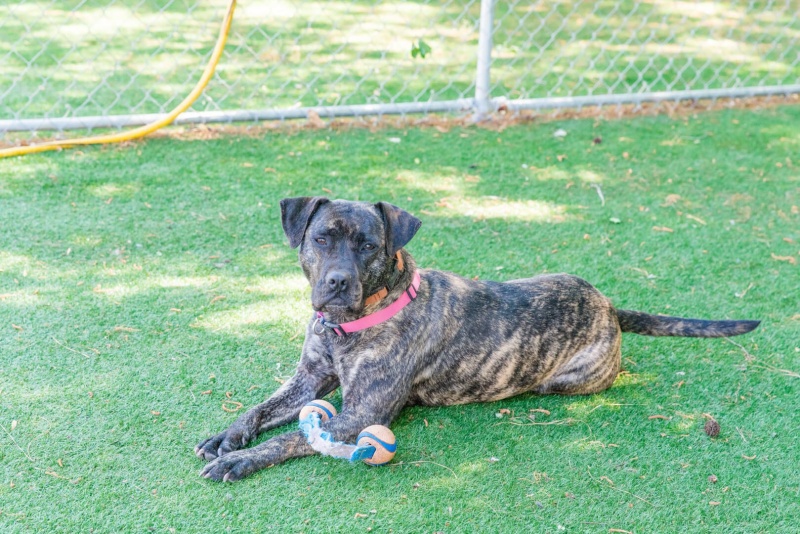 Dog Boarding in Ladson, SC